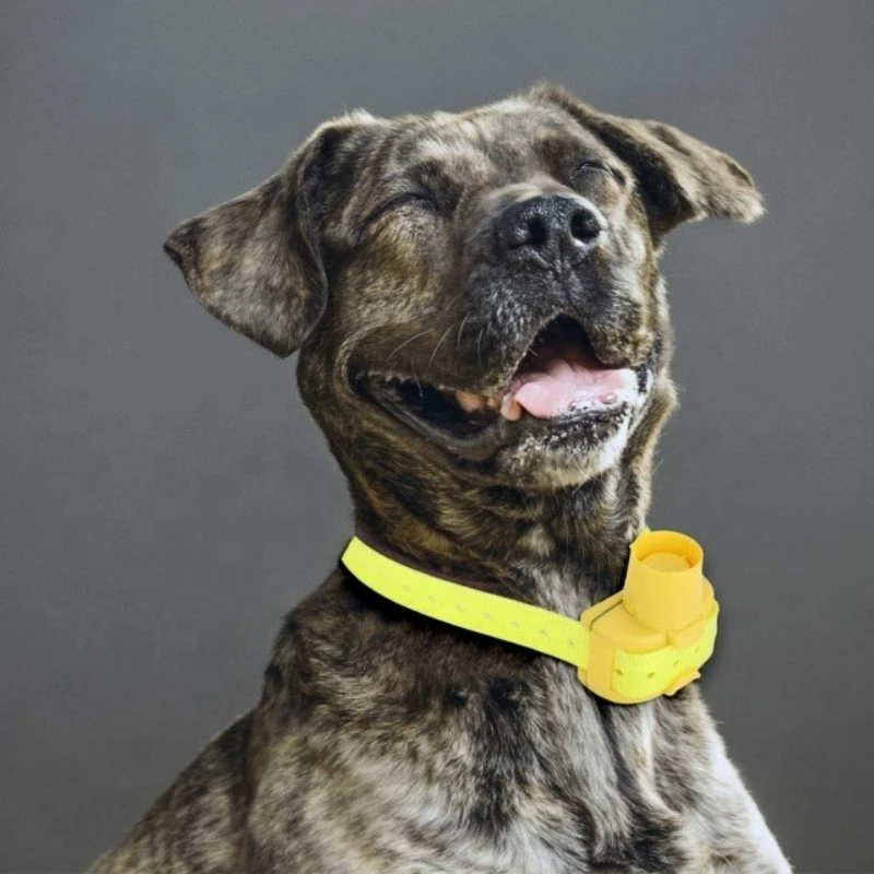 Outdoor Hunting Dog Collar - Geüpdatete buitenhondentraininghalsbanden, waterdichte zoemer-tracker, 8 modi