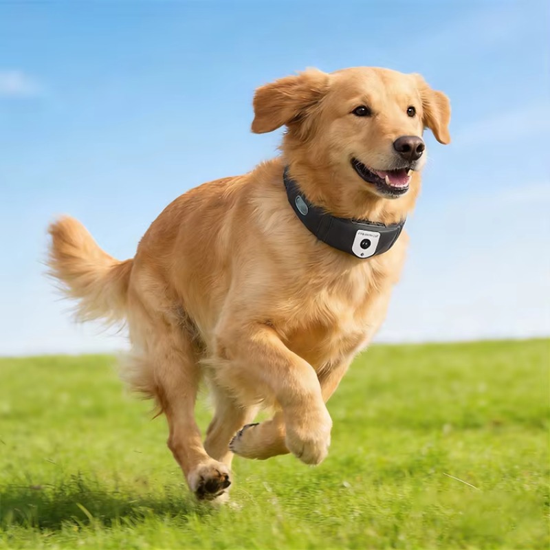 APP-gestuurde, zeer nauwkeurig - Outdoor Hunting Dog Collar recensie en prijs