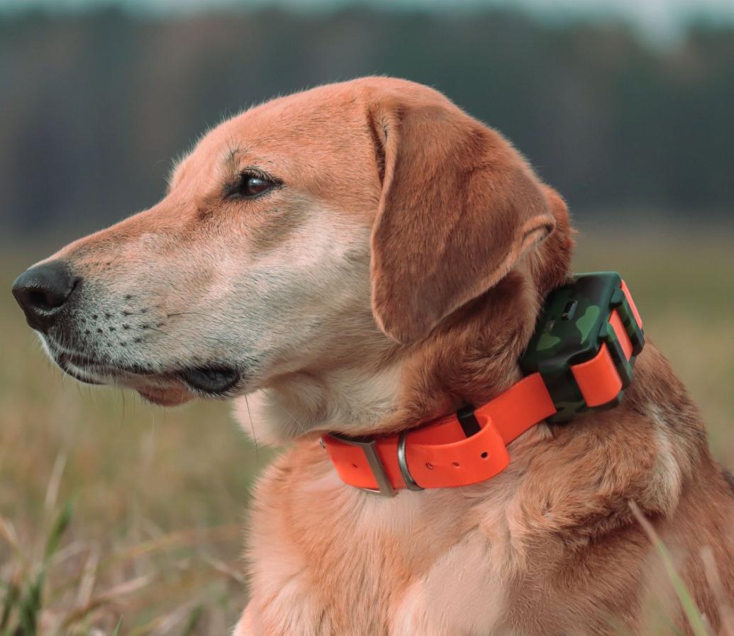 IP68 Waterdichte Locator voor  - Outdoor Hunting Dog Collar recensie en prijs