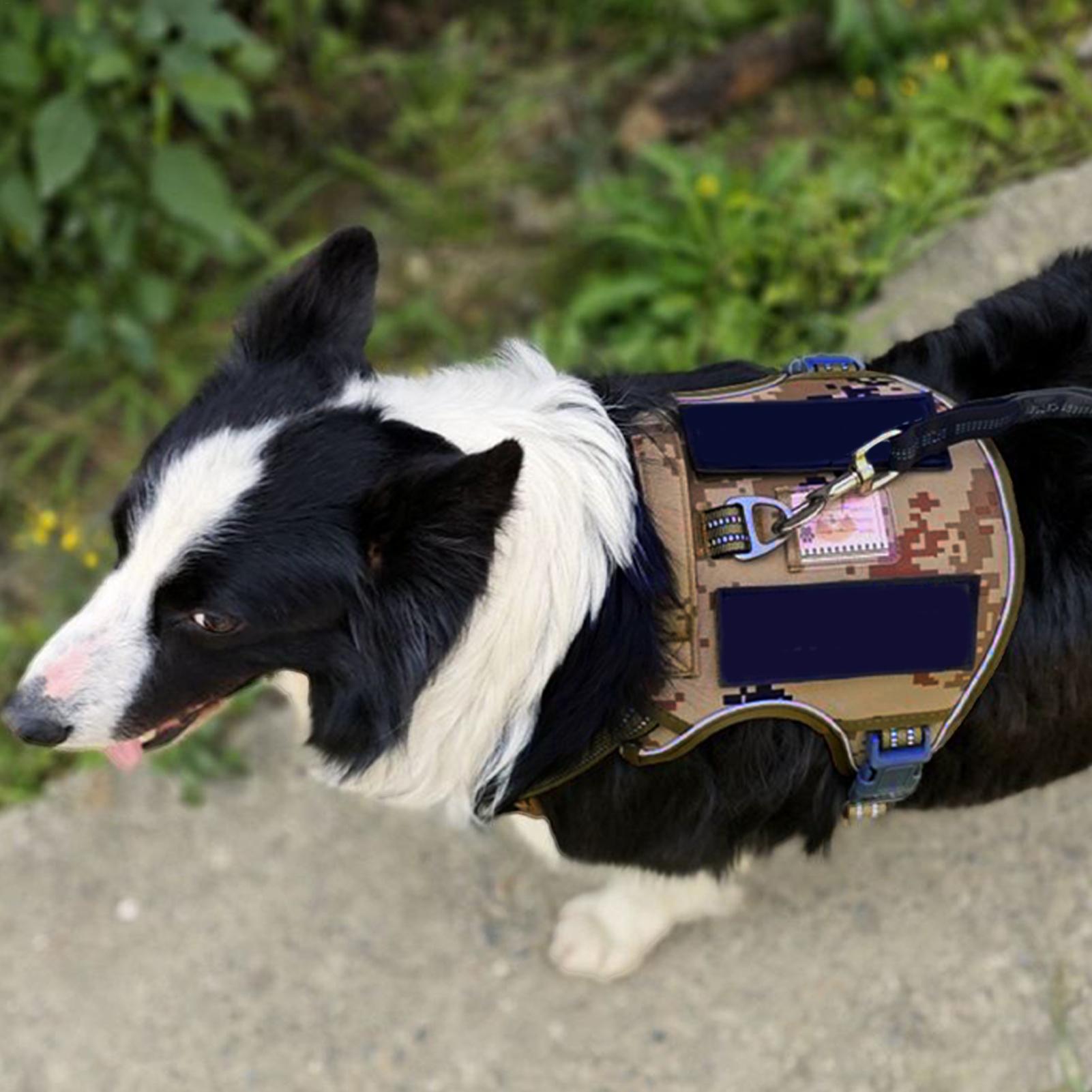 Hondentuig Metalen gesp Honden - Outdoor Hunting Dog Collar recensie en prijs