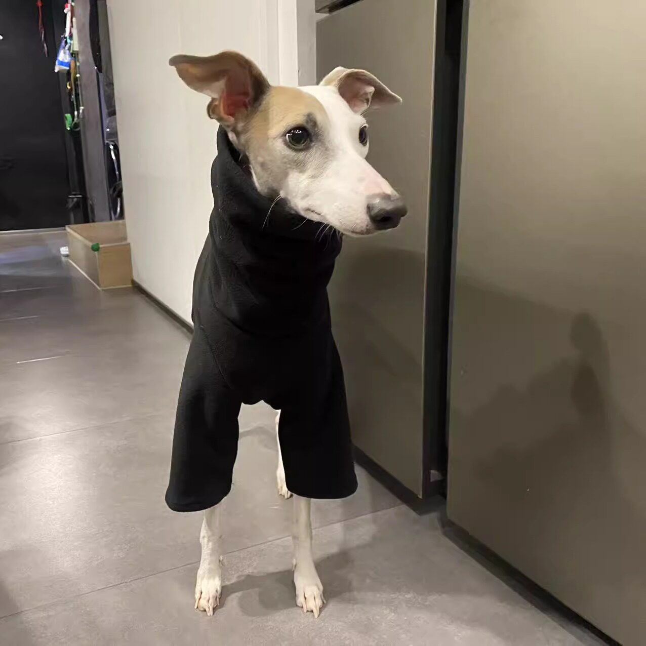 Warme winterkleding voor honde - Outdoor Hunting Dog Collar recensie en prijs