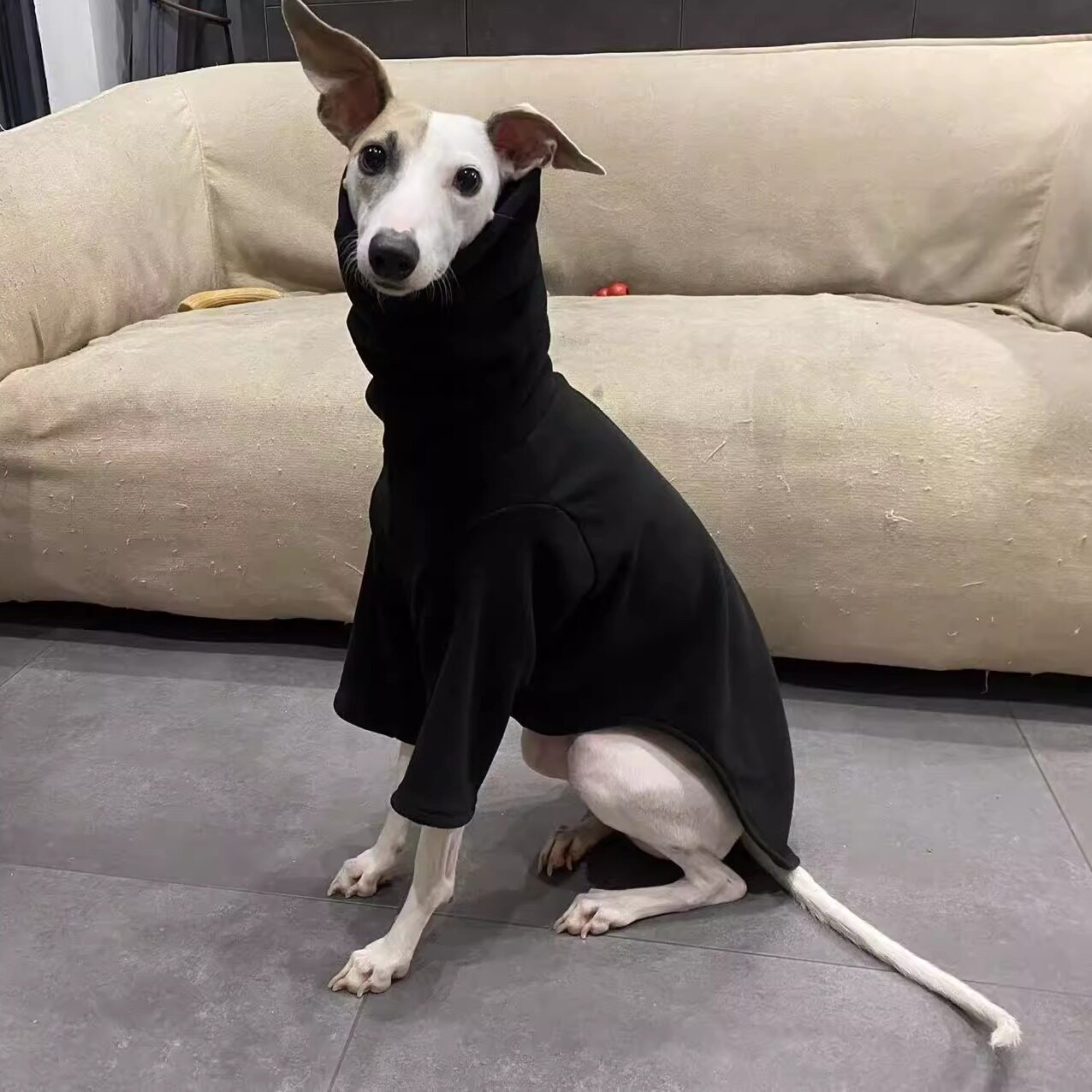 Warme winterkleding voor honde - Outdoor Hunting Dog Collar recensie en prijs