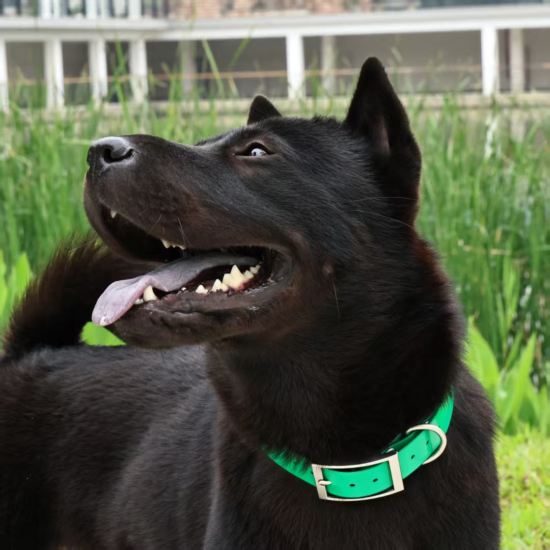 2,5 cm brede, stevige TPU hond - Outdoor Hunting Dog Collar recensie en prijs
